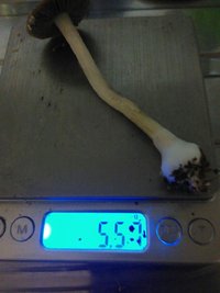 shroom_17.jpg