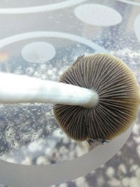 shroom_18.jpg