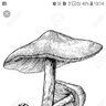 Cogumelouca