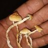 koliformefecal