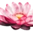 kaahli