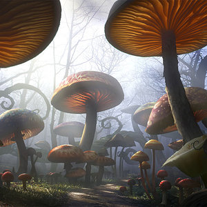 Terra de cogumelos