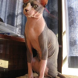 Gato Sphynx, a única raça que não possui pelos.