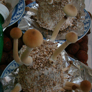 Cogumelos após o estouro do véu. #1
