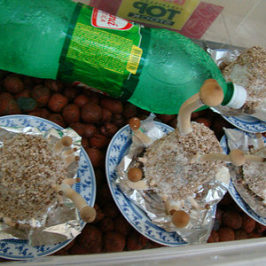 Cogumelos após o estouro do véu. #3