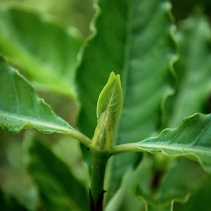 Psychotria Viridis - Mogi das Cruzes - SP