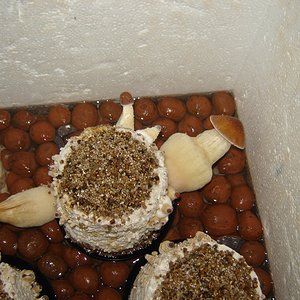 Bolos frutificando no terrário de isopor