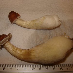Cogumelos colhidos