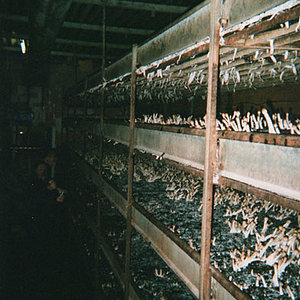 cultivation_commercial1.jpg