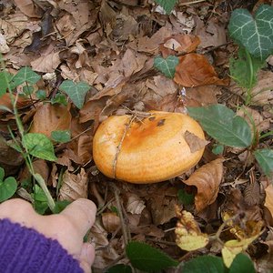 Lactarius deterrimus.JPG