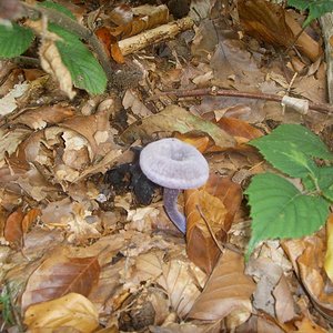 Laccaria Amethystina.JPG