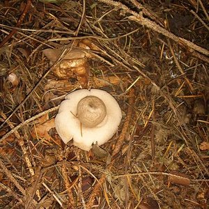 Geastrum Triplex.JPG