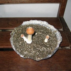 Cogumelos Crescendo 002.JPG