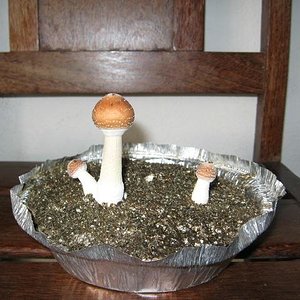 Cogumelos Crescendo 001.JPG