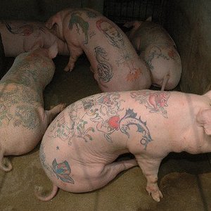 porco tatuado.jpg