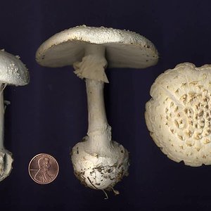 amanita_abrupta_01big.jpg