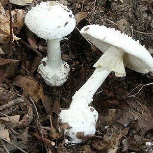 amanita_abrupta_02big.jpg