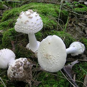 amanita_abrupta_05.jpg