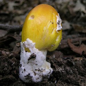 amanita_banningiana_05big.jpg