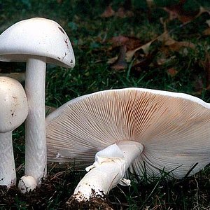 kaminski_amanita_virosa_02.jpg