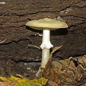 dsmith_amanita_citrina_01.jpg