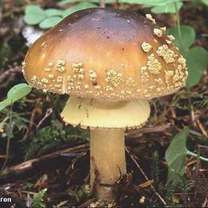 barron_amanita_franchetii.jpg