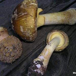 amanita_franchetii_01.jpg