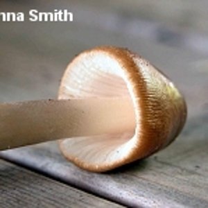 dsmith_amanita_fulva_02_thumb.jpg