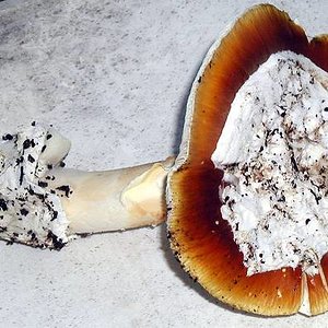 rozewski_amanita_lanei_01.jpg