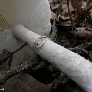 amanita_spreta_04.jpg