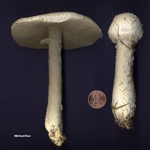 amanita_thiersii_01big.jpg