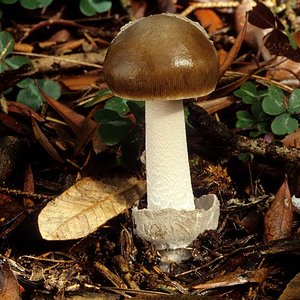 Amanita_constricta(mgw-01).jpg