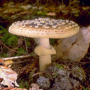 Amanita_franchetii(tfl-c3610-23).jpg