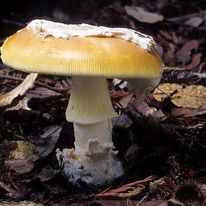 Amanita_lanei(mgw-04).jpg