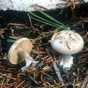 Clitocybe_glacialis(mgw-03).jpg