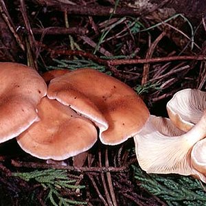 Clitocybe_inversa(mgw-01).jpg