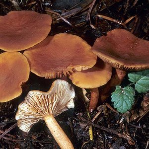 Lactarius_rubidus(mgw-01).jpg