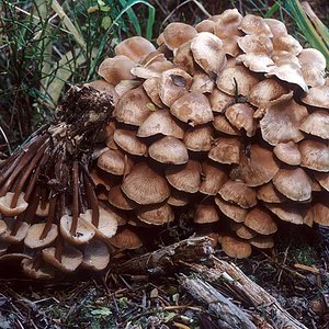 Gymnopus_acervatus(mgw-01).jpg