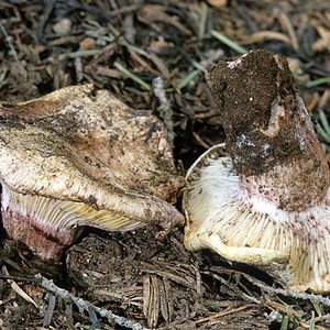 Hygrophorus_purpurascens(mgw-03).jpg