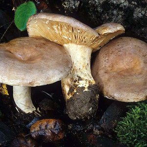 Lactarius_argillaceifolius(mgw-06).jpg