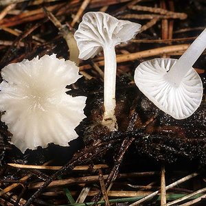 Marasmius_calhouniae(mgw-01).jpg