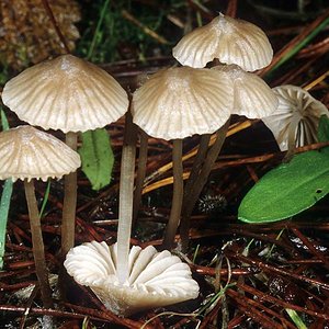 Mycena_capillaripes(mgw-02).jpg