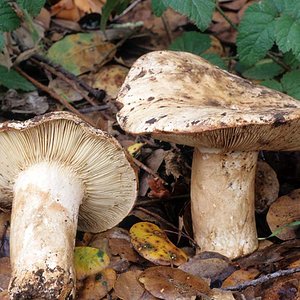 Russula_eccentrica(fs-01).jpg