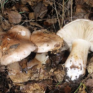 Tricholoma_dryophilum(mgw-01).jpg