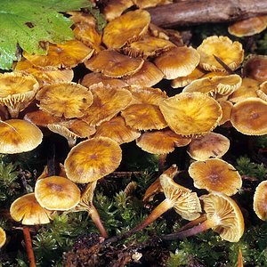 Xeromphalina_cauticinalis(mgw-02).jpg