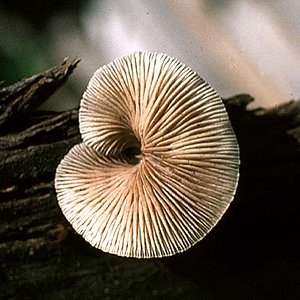 Crepidotus_mollis(bab-2).jpg