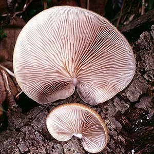 Crepidotus_mollis(mgw-03).jpg