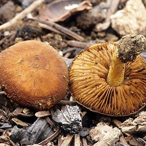 Pholiota_highlandensis(mgw-02).jpg