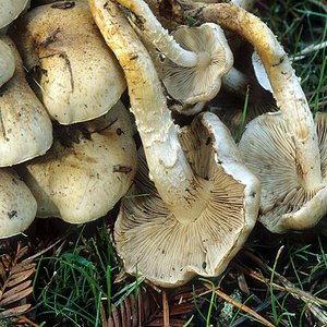 Pholiota_terrestris(mgw-02).jpg