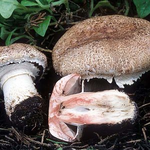 Agaricus_pattersonae(mgw-10).jpg